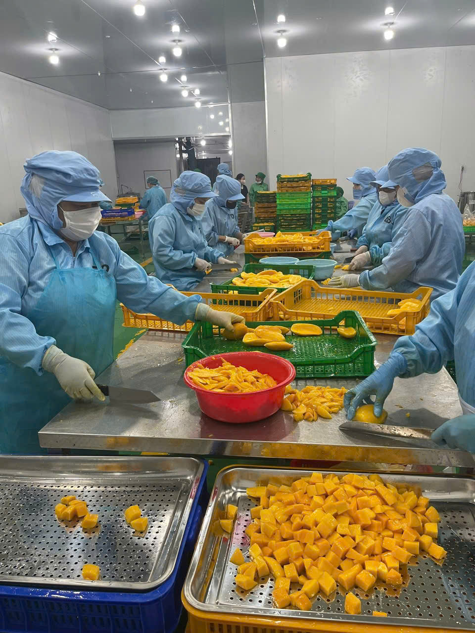Quy trình sản xuất cấp đông nông sản