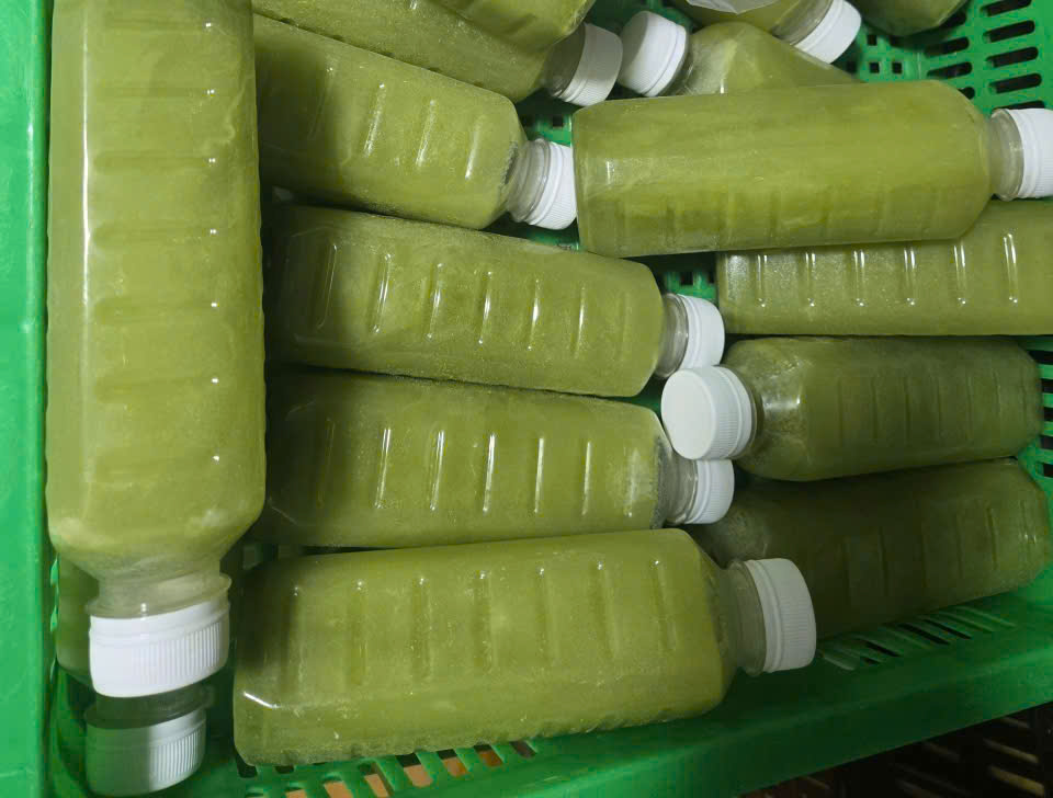 NƯỚC ÉP CÓC ĐÔNG LẠNH